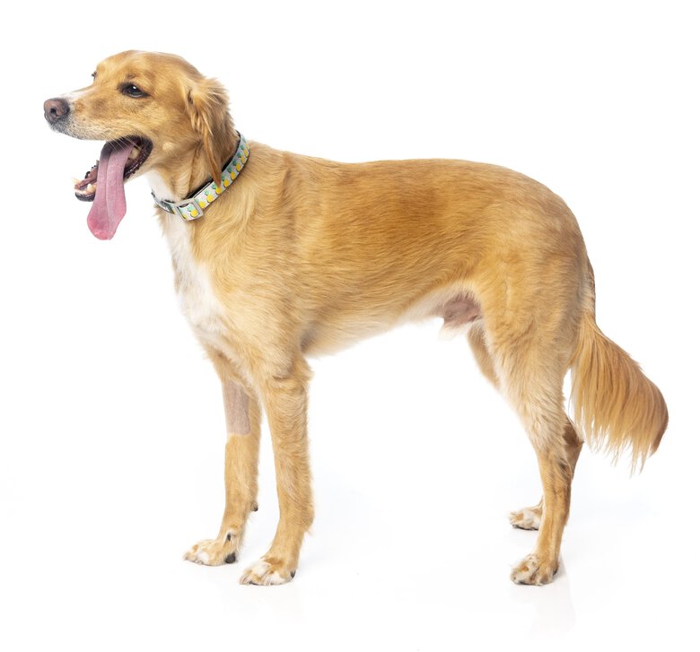 Fuzzyard - Collier Piña Colada pour Chien - L Image numéro 7 Fuzzyard - Collier Piña Colada pour Chien - L Image numéro 7