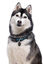 Gotoo - Collier Montagne pour Chien - XS Indicateur image numéro 2