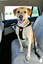 Zolux - Harnais de Sécurité Auto pour Chien - S Indicateur image numéro 7