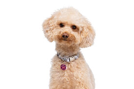 Gotoo - Charm Princesse Rose pour Chien