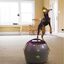 PetSafe - Lanceur Automatique de Balle pour Chien Indicateur image numéro 3