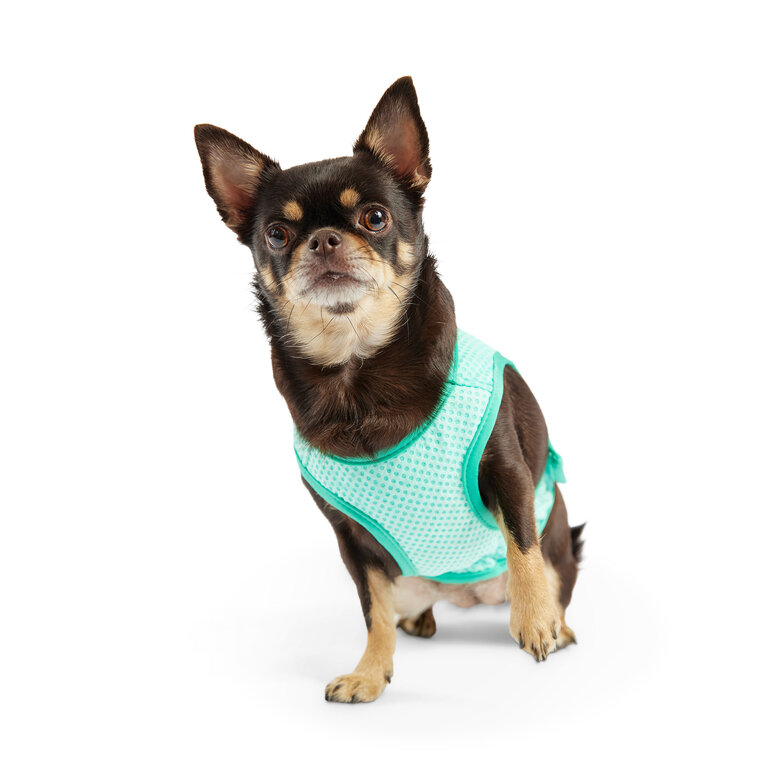 Gf Pet - Veste Refroidissante Elasto-Fit pour Chiens - XS Image numéro 3 Gf Pet - Veste Refroidissante Elasto-Fit pour Chiens - XS Image numéro 3