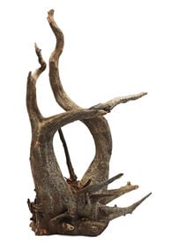 Amtra - Racine de Bois Tha&iuml; Naturel pour Aquarium