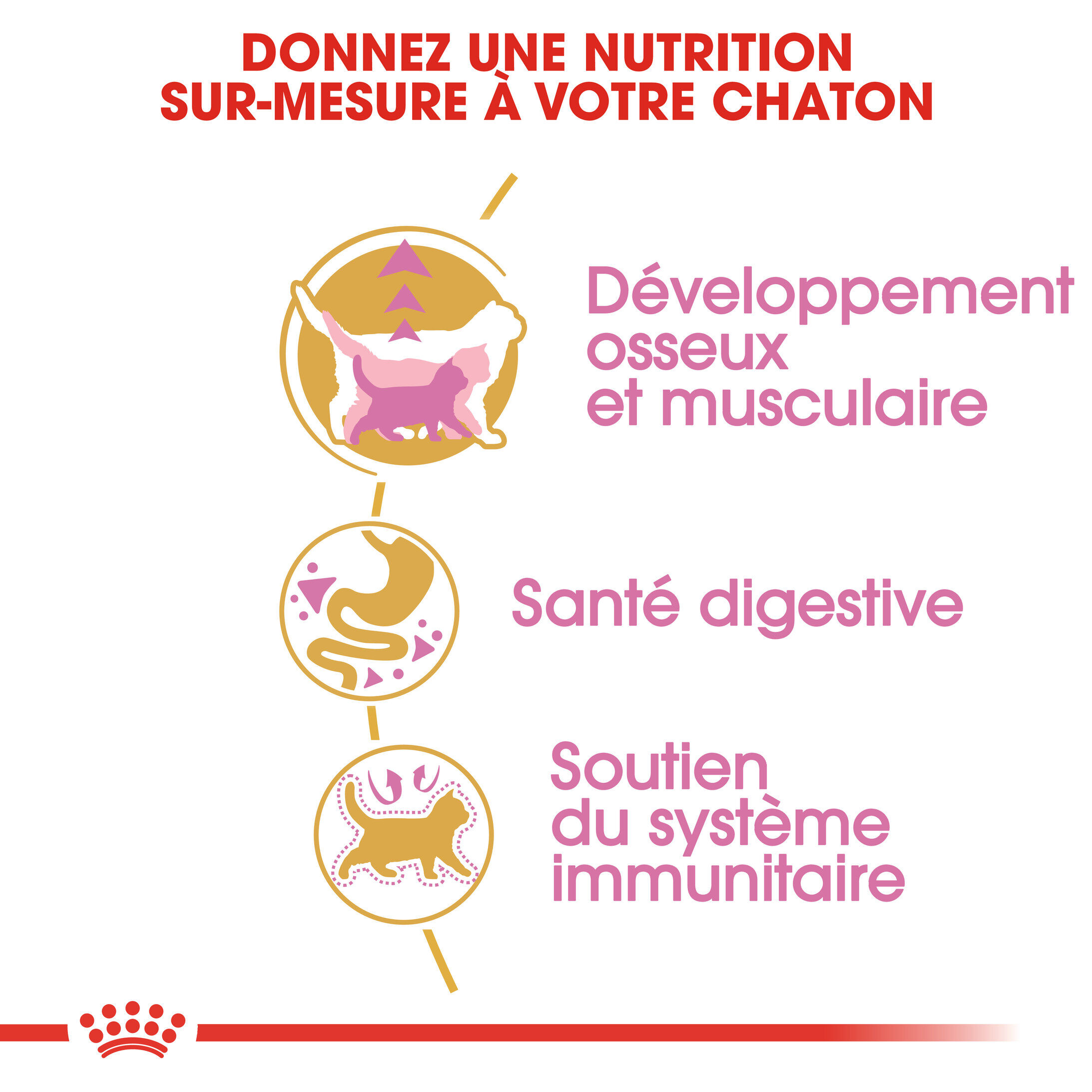 Royal Canin - Croquettes British Shorthair Kitten pour Chatons - 2Kg Image num&eacute;ro 3