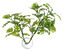Zoomed - Plante artificielle avec ventouse pour aquarium - Window leaf Indicateur image numéro 2
