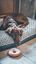 Tyrol - Jouet Couineur Peluche DONUTS pour Chien Indicateur image numéro 3