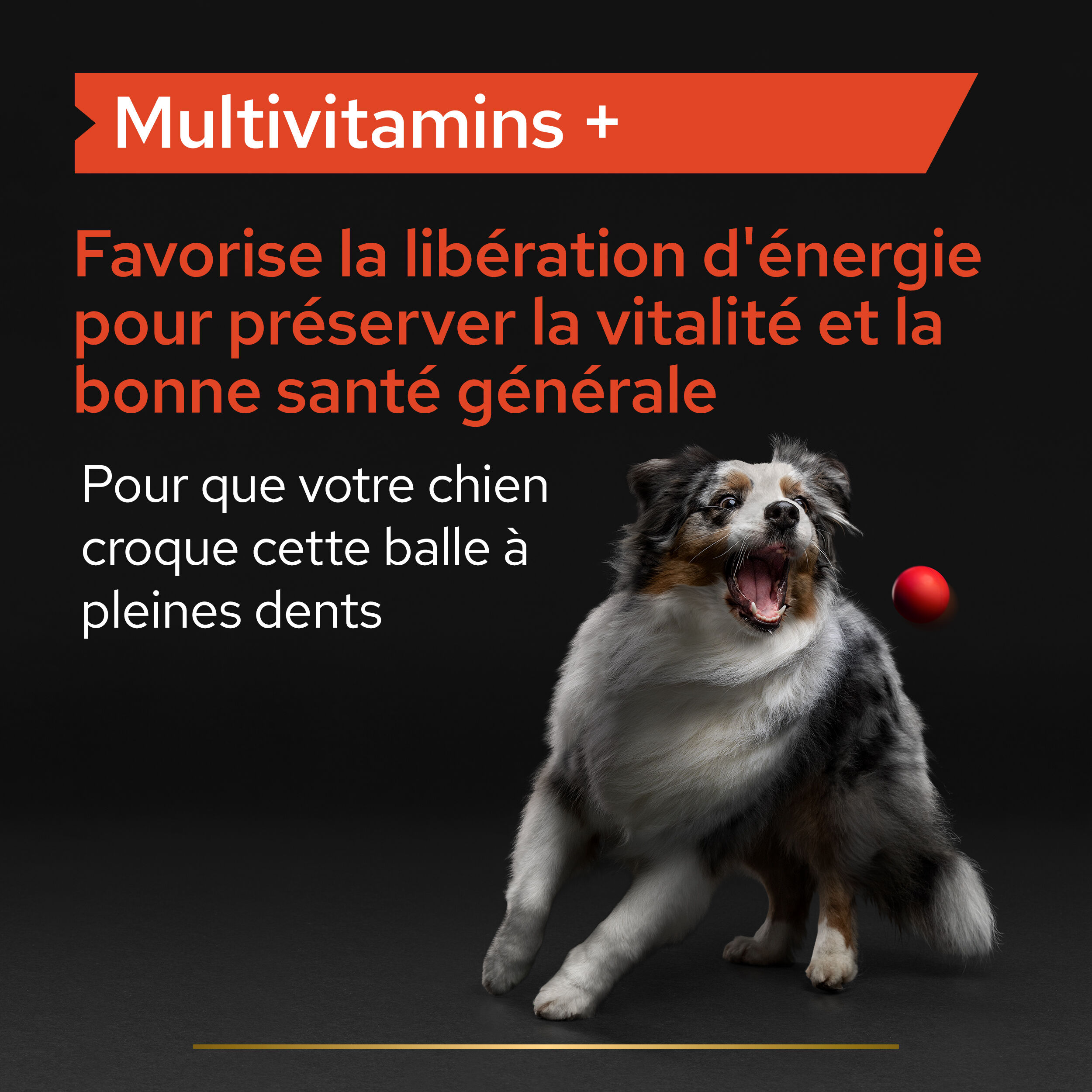 Pro Plan - Aliment Compl&eacute;mentaire en Comprim&eacute;s Multivitamins+ pour Chiens  - 67g Image num&eacute;ro 5