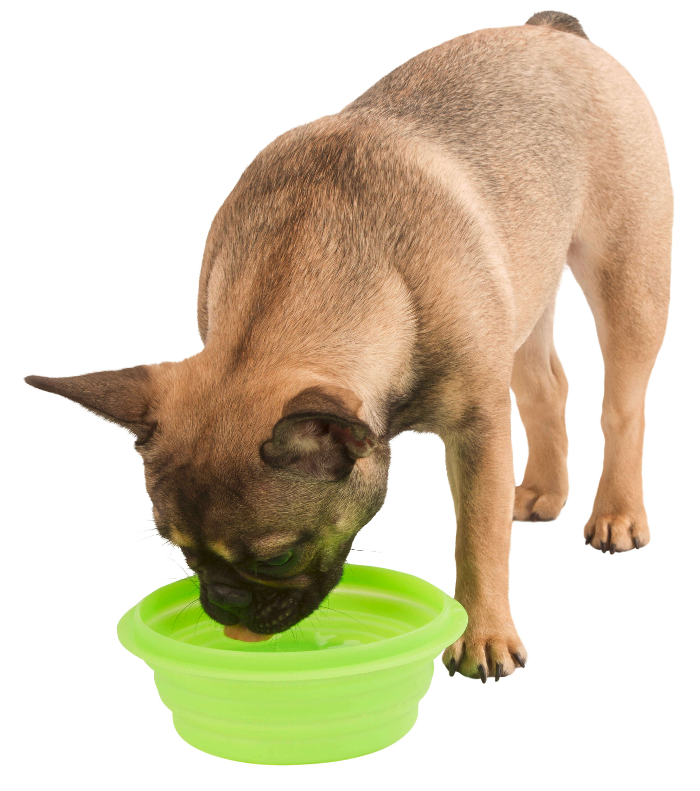 Kerbl - Ecuelle De Voyage Pliable pour Chiens - 1l Image num&eacute;ro 1