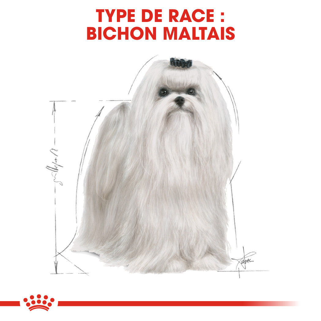 Royal Canin - Croquettes Maltese Adult Bichon Maltais pour Chiens - 1,5Kg Image num&eacute;ro 6