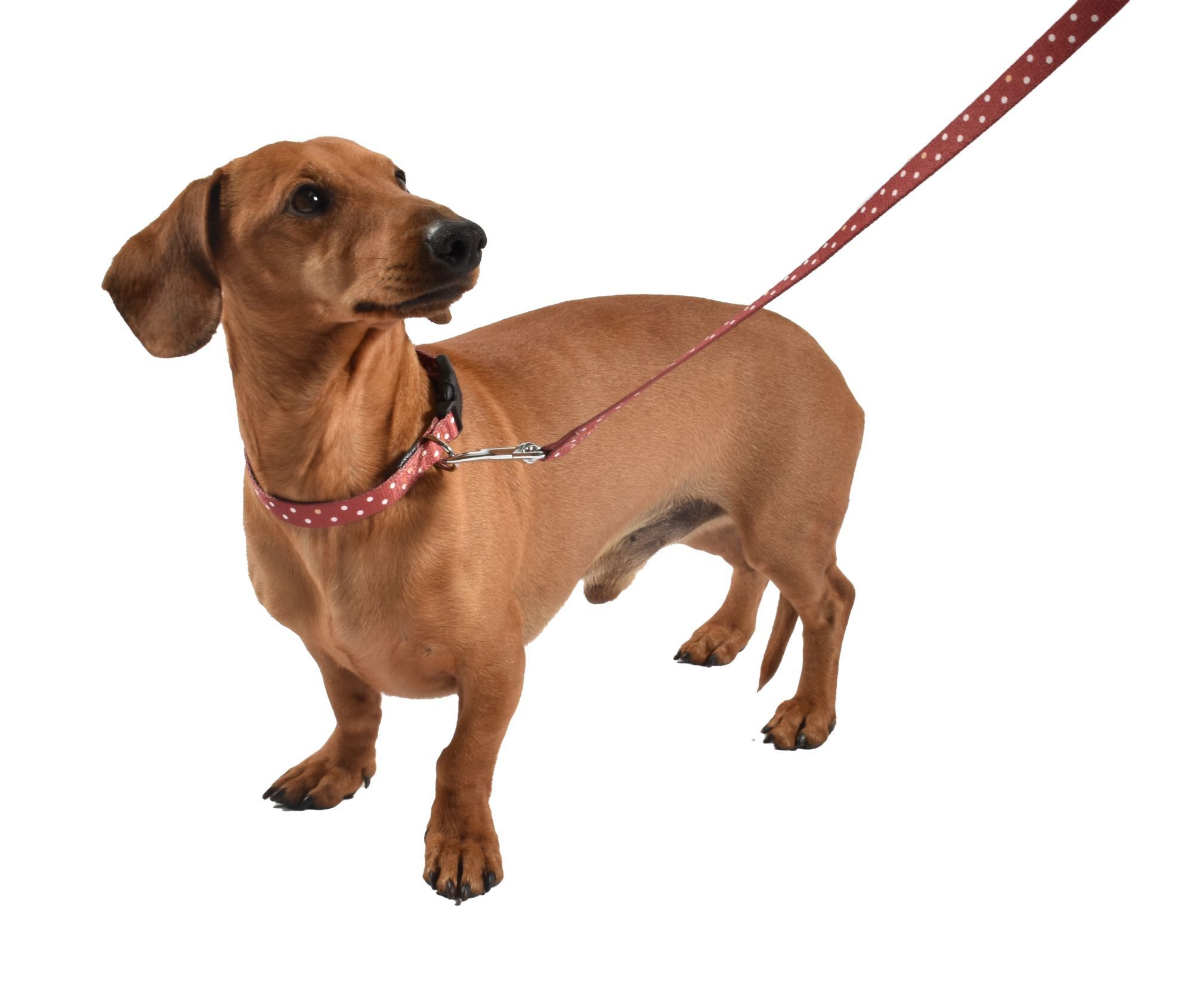 Bobby - Laisse Pretty Brique L pour Chiens - 100/2,5cm Image num&eacute;ro 2