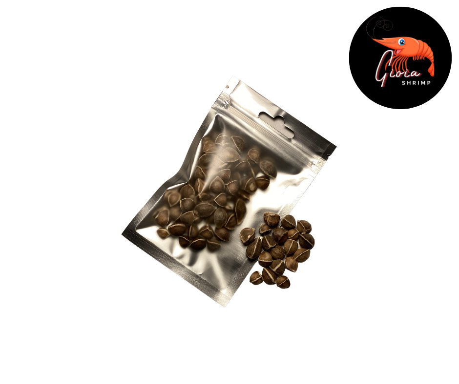 Gioiashrimp - Graine de Moringa pour Crevette - x50 Image num&eacute;ro 1
