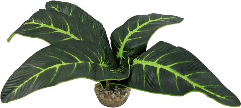 Labeo - Plante Verte Décorative pour Terrarium - PM Image numéro 2 Labeo - Plante Verte Décorative pour Terrarium - PM Image numéro 2