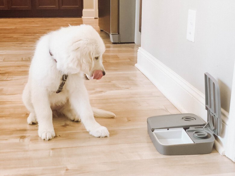 PetSafe - Distributeur Automatique 2 Repas pour Chien et Chat Image numéro 4 PetSafe - Distributeur Automatique 2 Repas pour Chien et Chat Image numéro 4