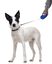 Gotoo - Laisse Enrouleur Bleu pour Chien - XL Indicateur image numéro 2