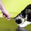 Mister Gadget - Jouet Porte Clés Lampe Torche Laser pour Chats - 14cm Indicateur image numéro 3
