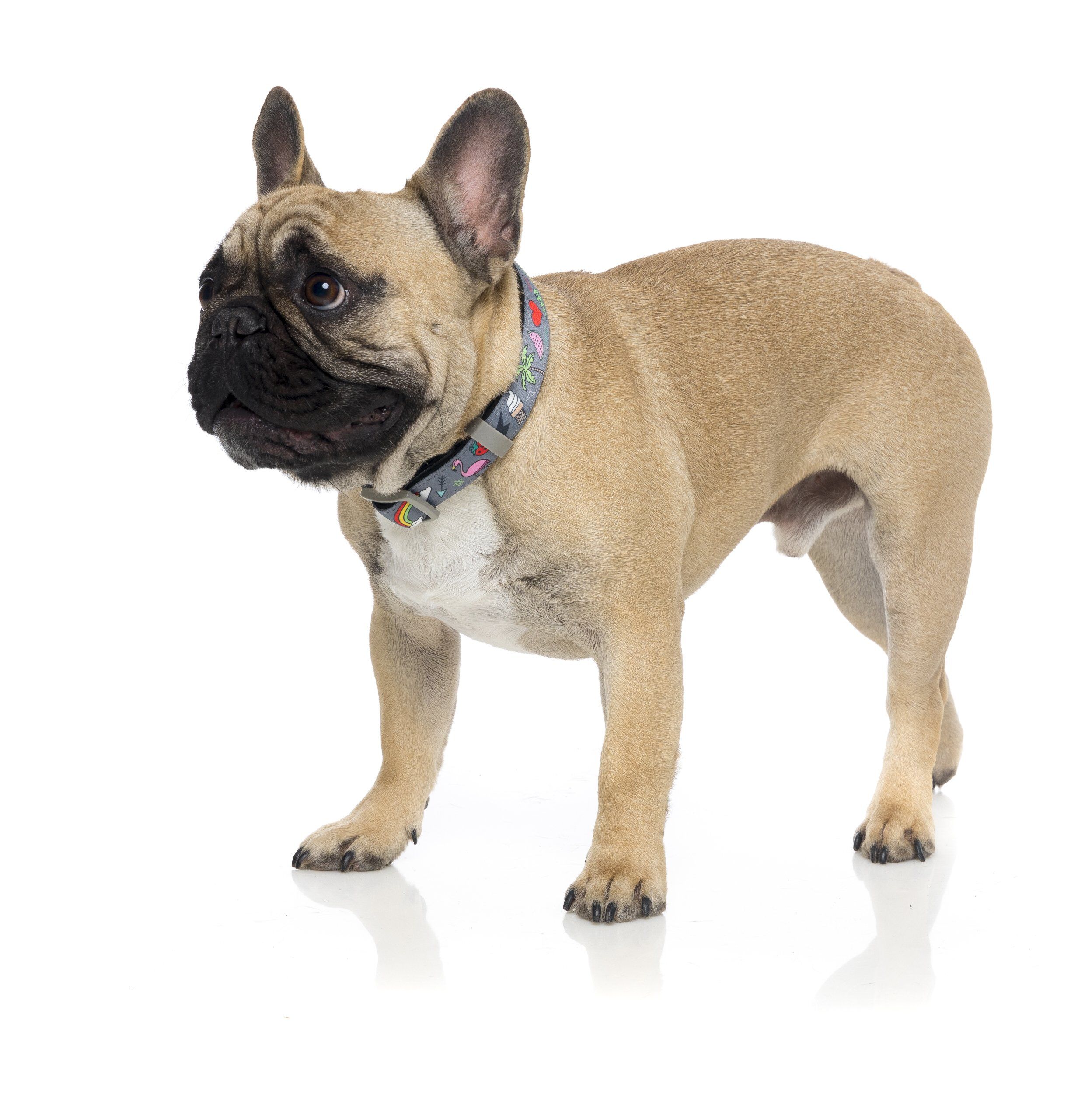 FuzzYard - Collier Coachella pour Chien - L Image num&eacute;ro 2