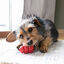 Kong - Jouet Classic En Caoutchouc pour Chien - S Indicateur image numéro 3