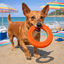 Summer Vibes - Jouet Anneau Rafra&icirc;chissant pour Chiens - Orange Indicateur image num&eacute;ro 4