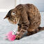 KONG - Jouet Flingaroo Tutu pour Chat Indicateur image numéro 4