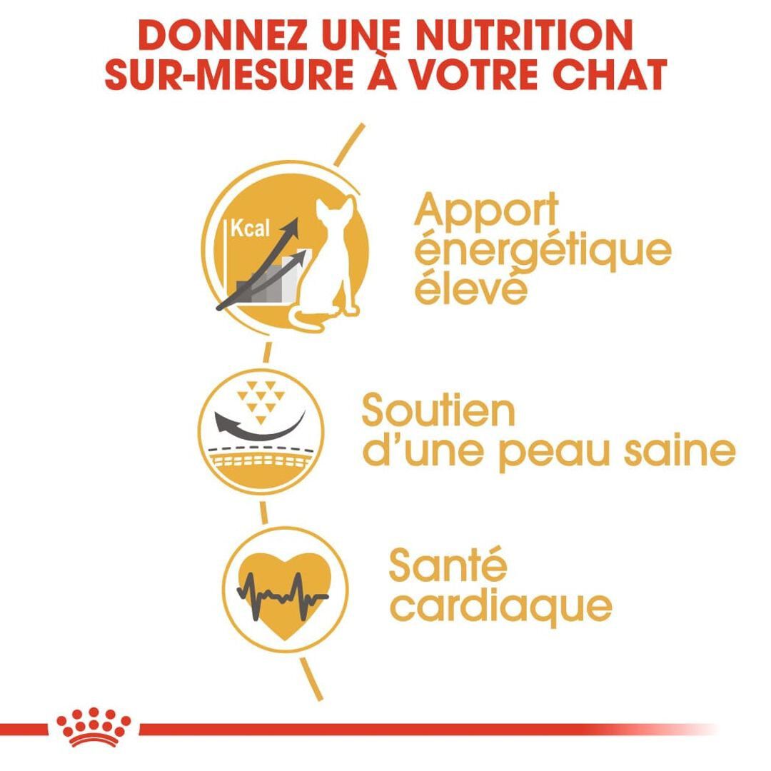 Royal Canin - Croquettes SPHYNX ADULT pour chats - 10KG Image num&eacute;ro 2