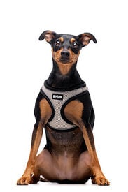 Gotoo - Harnais en Mesh Gris pour Chien