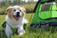 Alcott - Tente Pup Tent pour Chien - Vert Indicateur image numéro 4