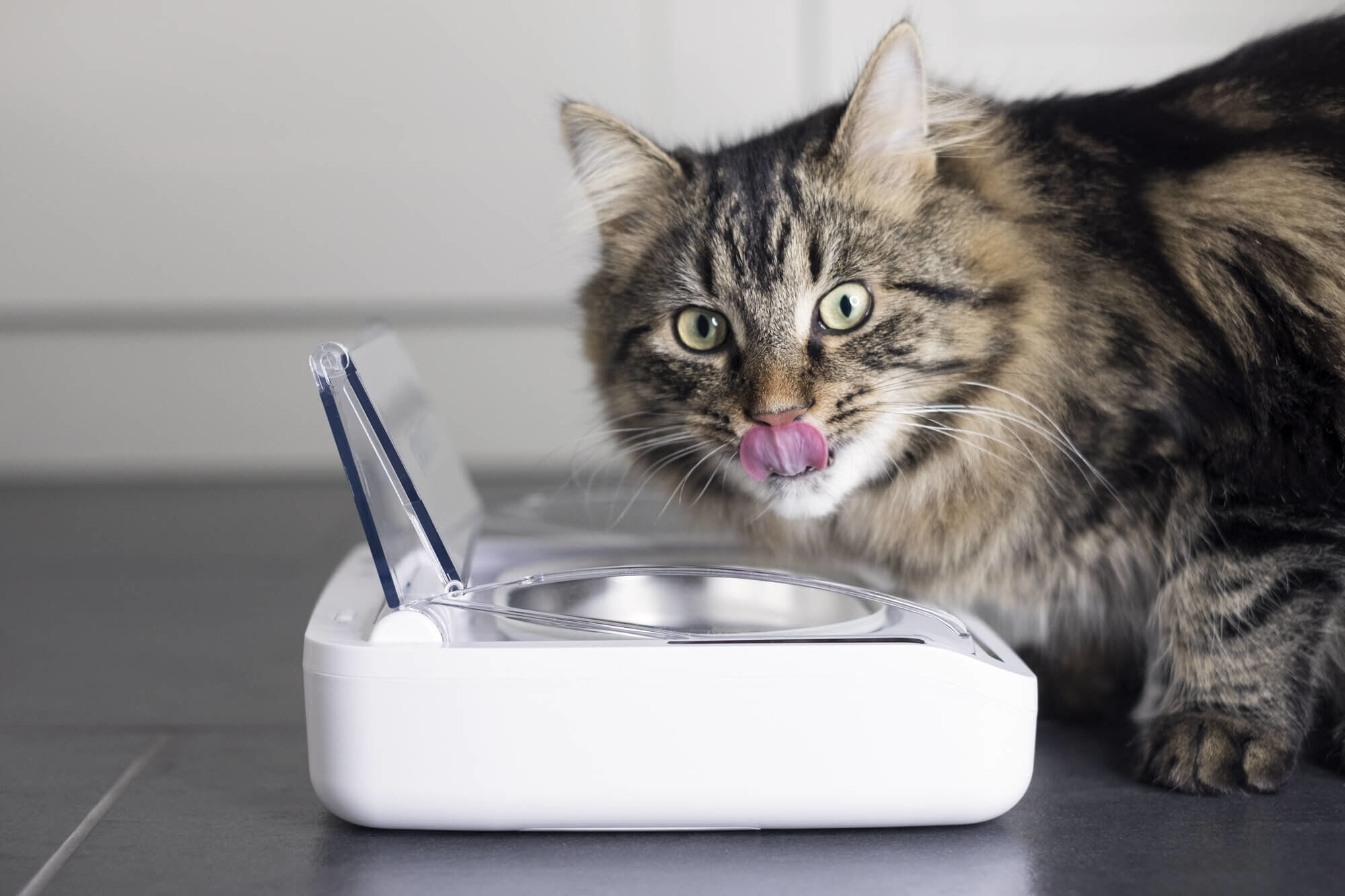 Sure PetCare - Bol Herm&eacute;tique SureFeed pour Chat Image num&eacute;ro 3