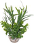 Labeo - Herbe papillon - Plante Artificielle Aquarium Indicateur image numéro 1