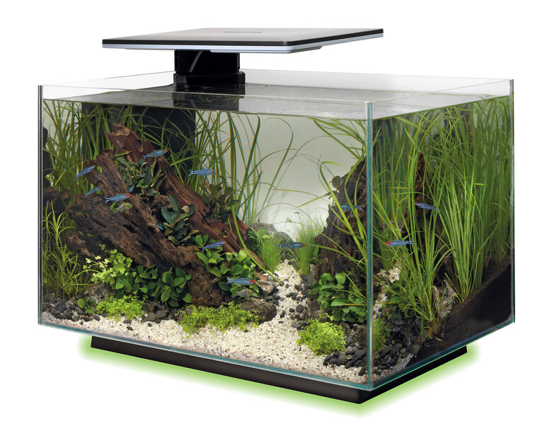Superfish - Aquarium Quadro 40 Multi Colour - Noir Image numéro 8 Superfish - Aquarium Quadro 40 Multi Colour - Noir Image numéro 8