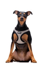 Gotoo - Harnais en Mesh Gris pour Chien