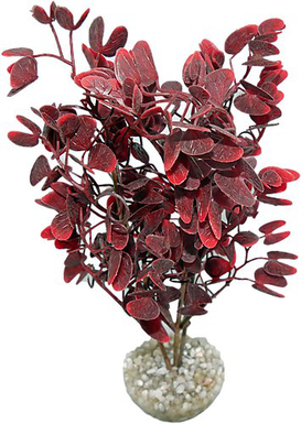 Labeo - Plante Décorative Micranthenum BGY pour Aquarium