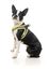FuzzYard - Harnais Coachella pour Chien - S Indicateur image num&eacute;ro 6