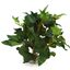 Labeo - Décoration Plante Verte Artificielle pour Aquarium Indicateur image numéro 2