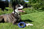 Bobby - Jouet Anneau Bambou Caoutchouc Bleu pour Chiens Indicateur image numéro 2