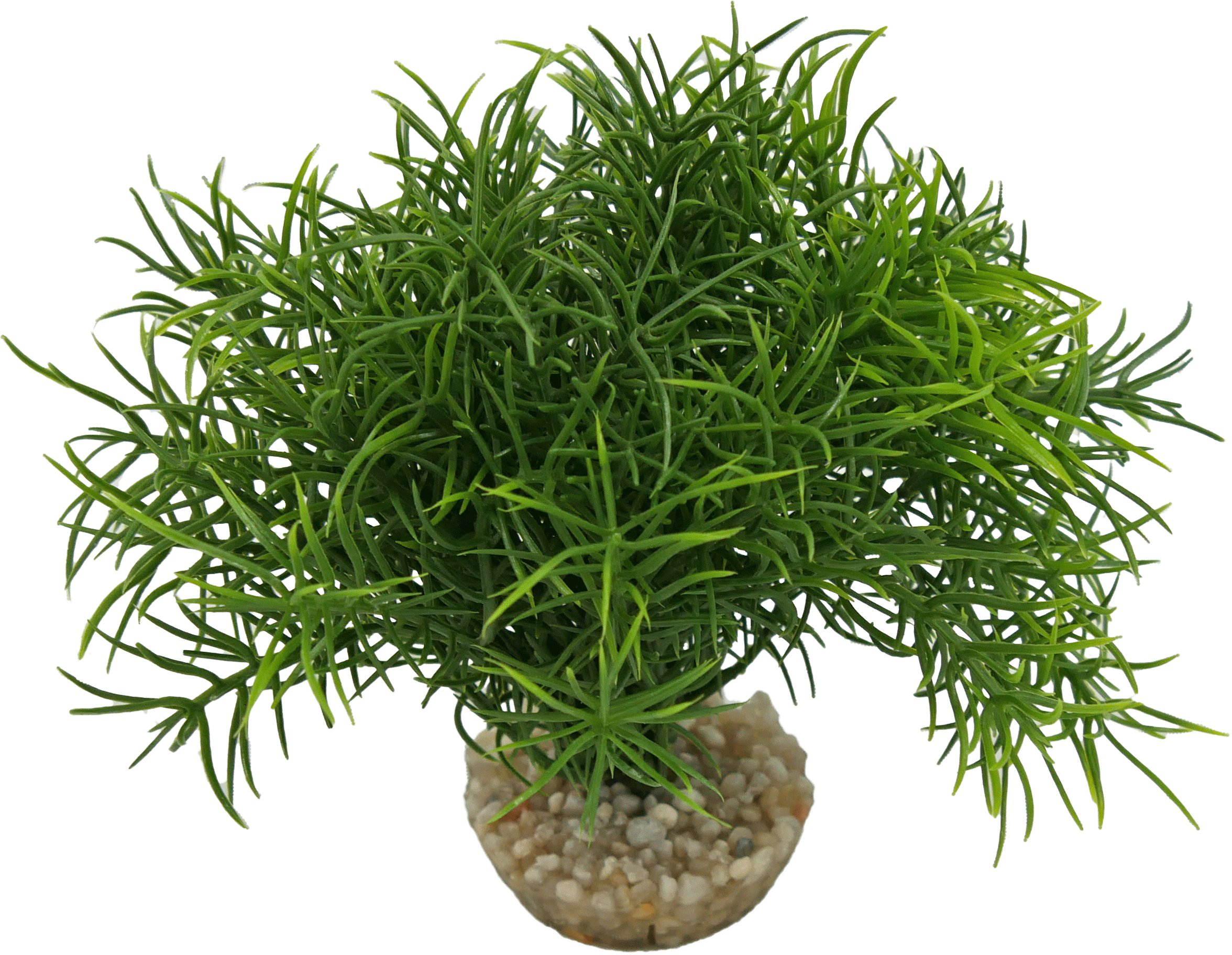 Labeo - Massif sprengeri vert - Plante Artificielle Aquarium Image num&eacute;ro 1