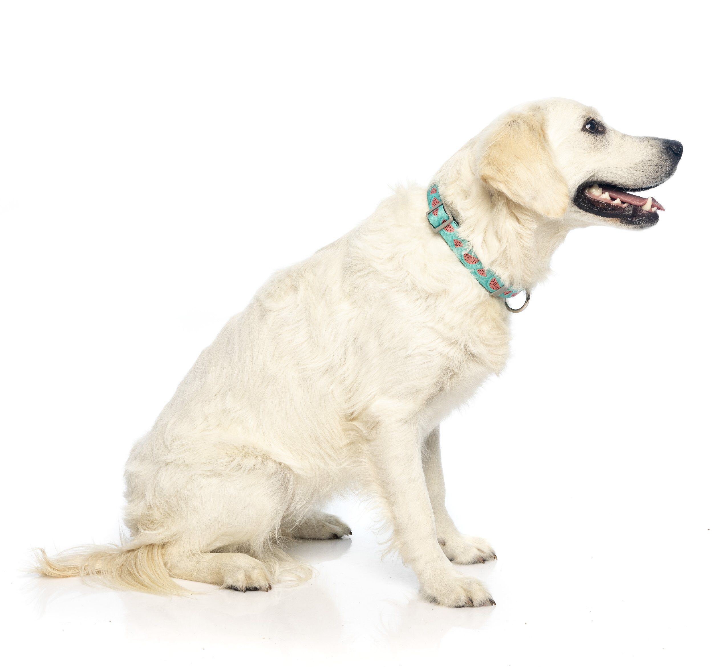 FuzzYard - Collier Summer Punch pour Chien - L Image num&eacute;ro 6