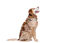 Gotoo - Harnais Feuilles Vert pour Chien - XS Indicateur image numéro 6