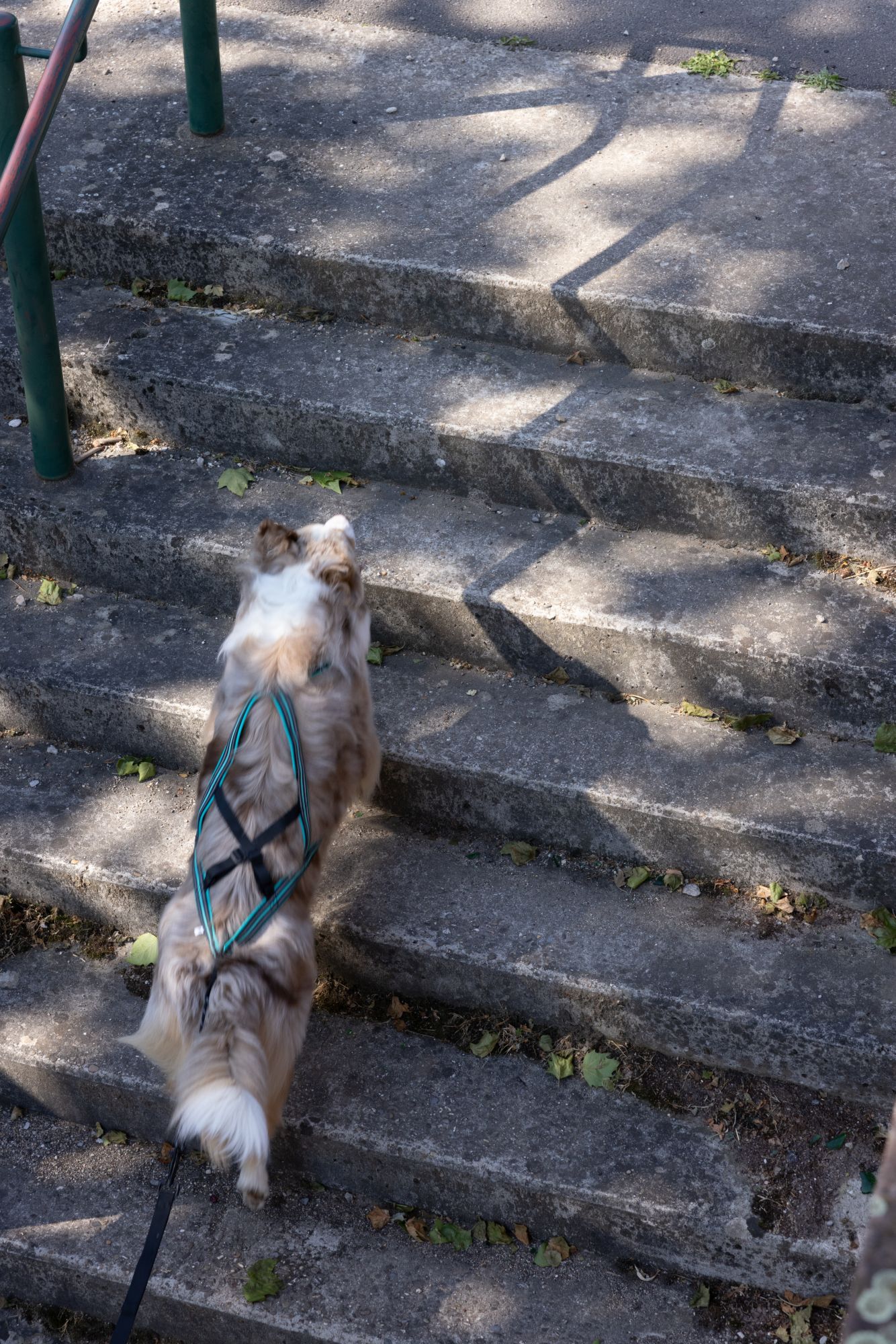 Cani Gear - Harnais Olympia pour Chiens - XXS Image num&eacute;ro 3