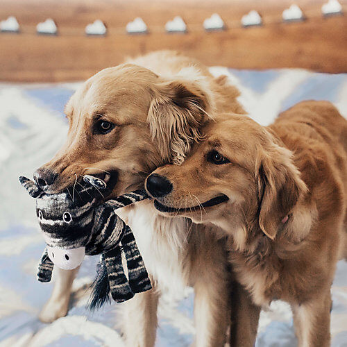 KONG - Peluche Yarnimals Dog pour Chien - XS/S Image num&eacute;ro 2