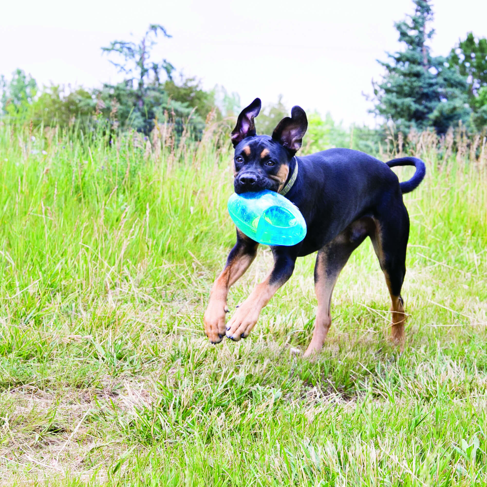 Kong - Jouet Balle Jumbler Foot pour Chien - M/L Image num&eacute;ro 2
