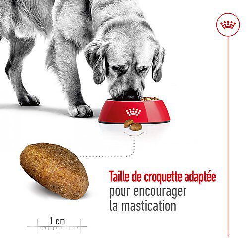 Royal Canin - Croquettes Maxi Adult pour Chiens de Grande Taille - 4Kg Image num&eacute;ro 3