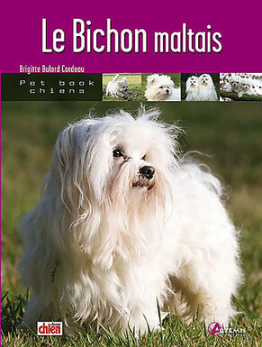 Artémis - Le Bichon Maltais