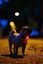 Tickless - Répulsif Antiparasitaire Mini Dog Ultrason Rechargeable pour Chiens - Noir Indicateur image numéro 4