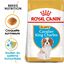 Royal Canin - Croquettes Cavalier King Charles Junior pour Chiot - 1,5Kg Indicateur image numéro 1