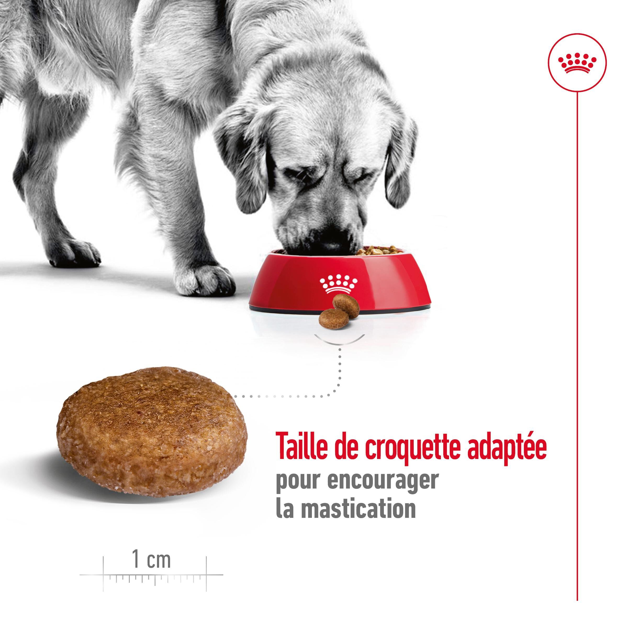 Royal Canin - Croquettes Maxi Adulte 5+ pour Chien Adulte - 15Kg Image num&eacute;ro 5