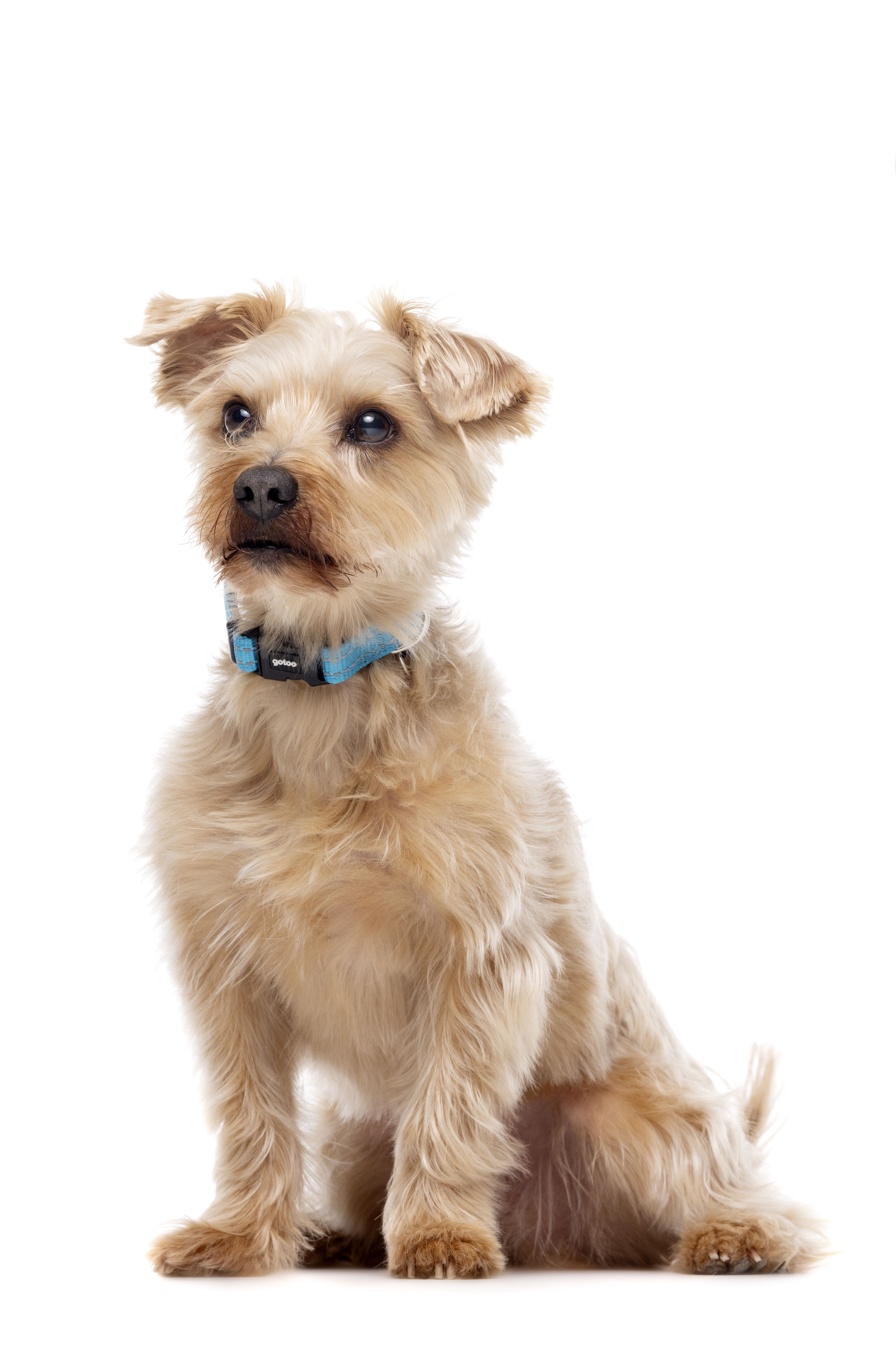 Gotoo - Collier Essentials en Nylon Premium Bleu pour Chien - M Image num&eacute;ro 12