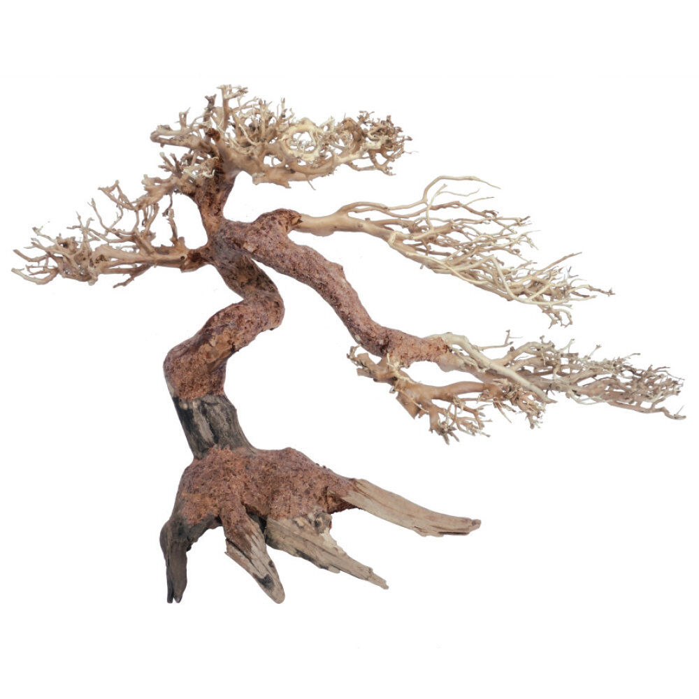 Amtra -  Racine Naturelle Oriental Wind 5 - M Image num&eacute;ro 1