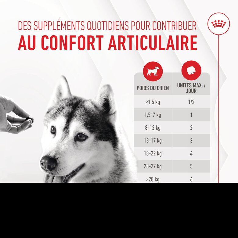 Royal Canin - Aliment complémentaire Adult Joint & Agieing Chews pour Chiens - 240g Image numéro 7 Royal Canin - Aliment complémentaire Adult Joint & Agieing Chews pour Chiens - 240g Image numéro 7