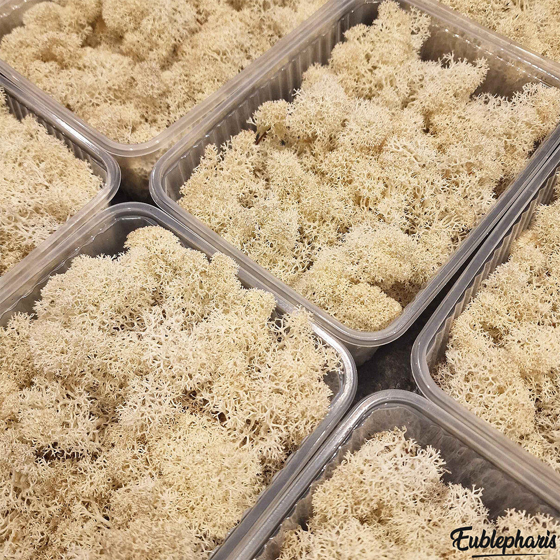 Eublepharis - Lichen Stabilis&eacute; Naturel pour Reptiles Image num&eacute;ro 3