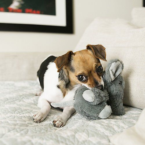KONG - Jouet Comfort Kiddos Elephant pour Chiens Image num&eacute;ro 4